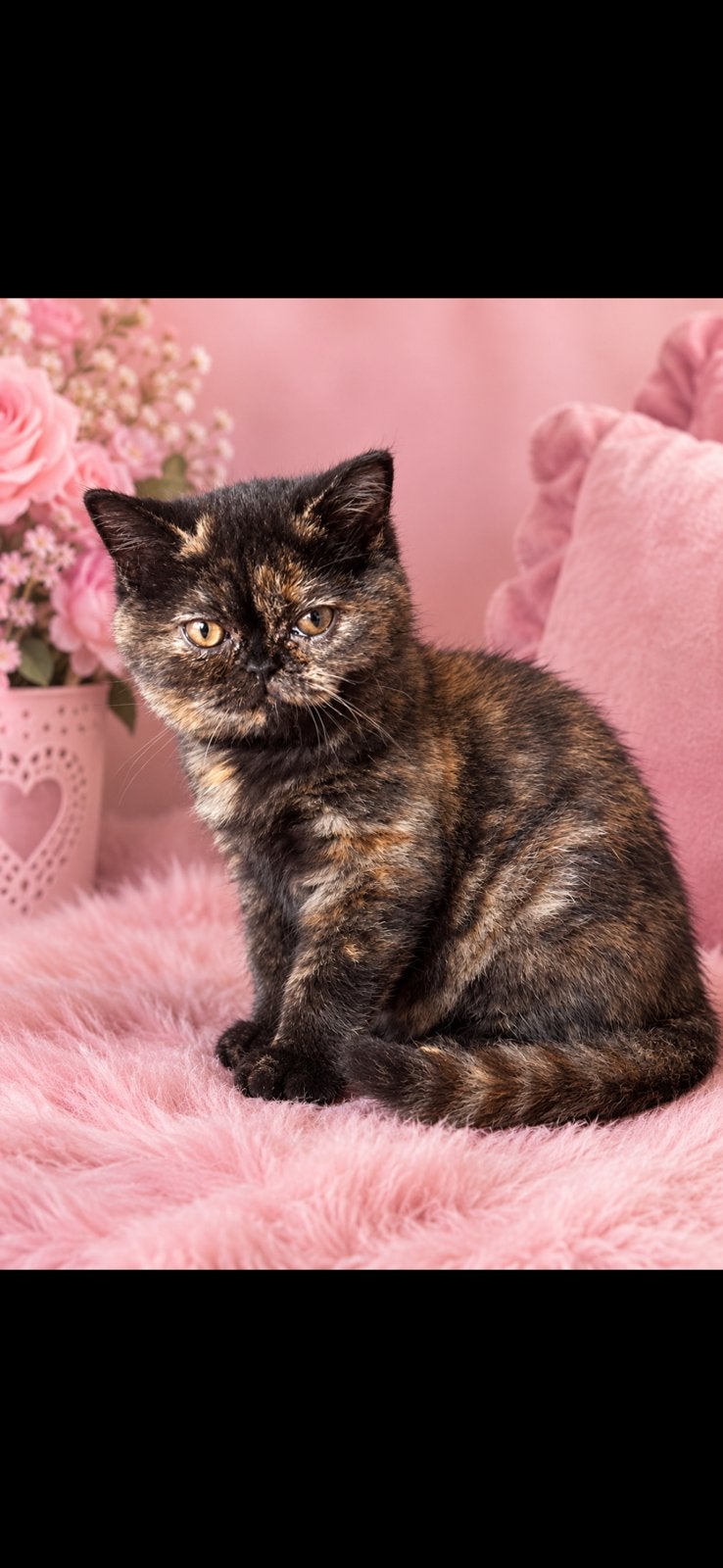 Brits korthaar Poesje uit internationale kampioen lijnen, Poes, Met stamboom, 0 tot 2 jaar