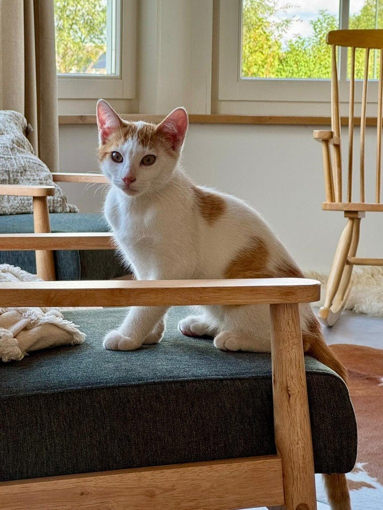 Kittens, Dieren en Toebehoren, Meerdere dieren, Ontwormd, 0 tot 2 jaar