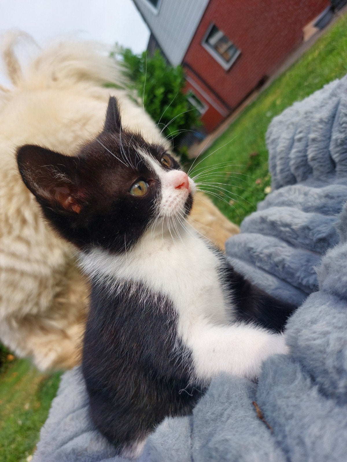 4 lieve kittens opzoek naar een goed huisje, Meerdere dieren, Kortharig, 0 tot 2 jaar