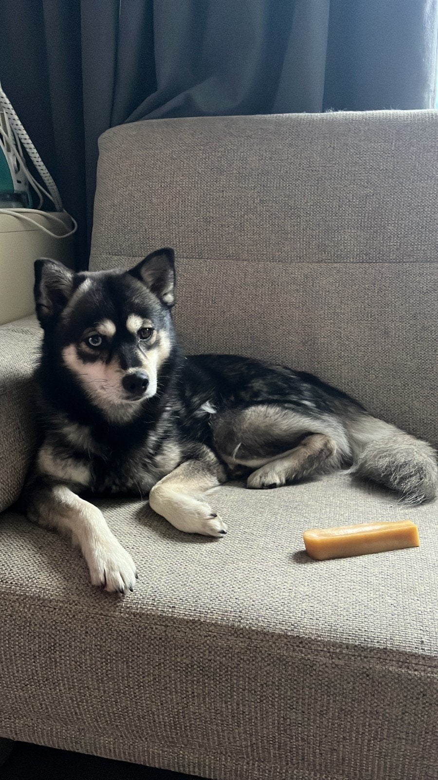 Goude mandje voor Nala, Dieren en Toebehoren, Honden | Niet-rashonden, Teef, Eén hond, Nederland, Particulier