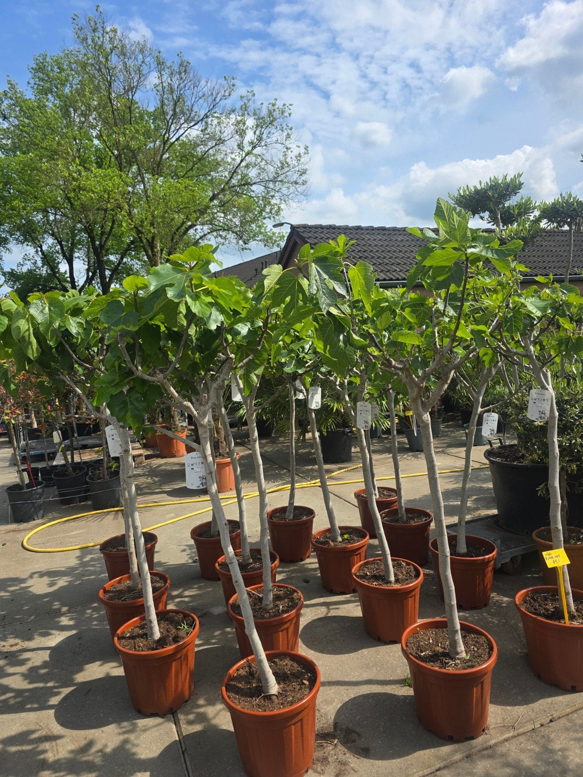 Vijgenbomen akie €75, Volle zon, 100 tot 250 cm, Zomer, Overige soorten