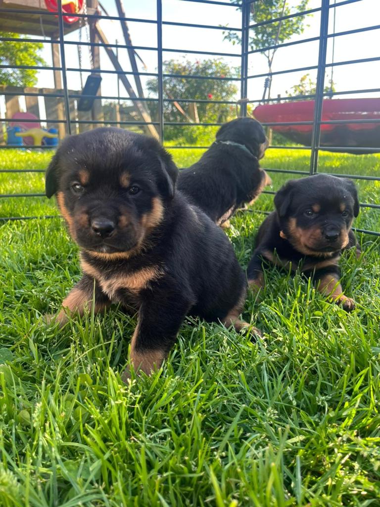 Rottweiler pups, Dieren en Toebehoren, 8 tot 15 weken, Korthaar, Parvo, Meerdere