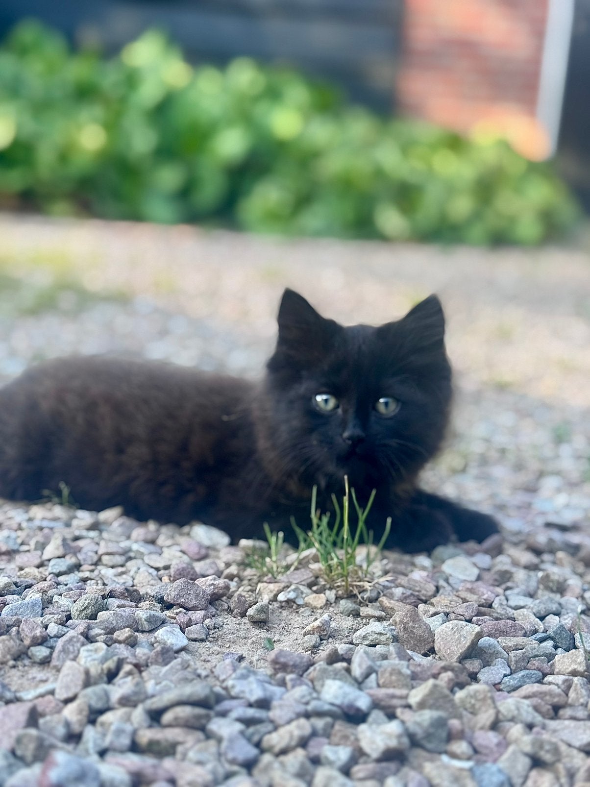 Hele mooie lieve poesjes van zorginstelling, Meerdere dieren