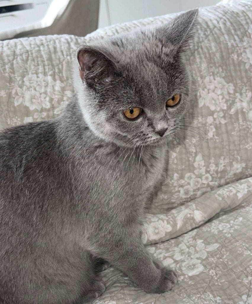 Brits Korthaar 11mnd (v), Dieren en Toebehoren, Poes, Gechipt, 0 tot 2 jaar