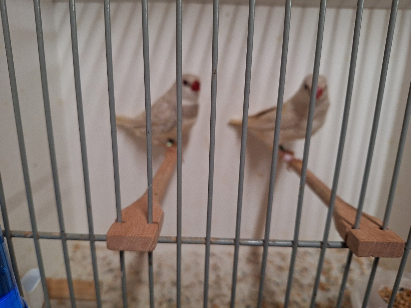 Diamant vinken, Meerdere dieren, Geringd