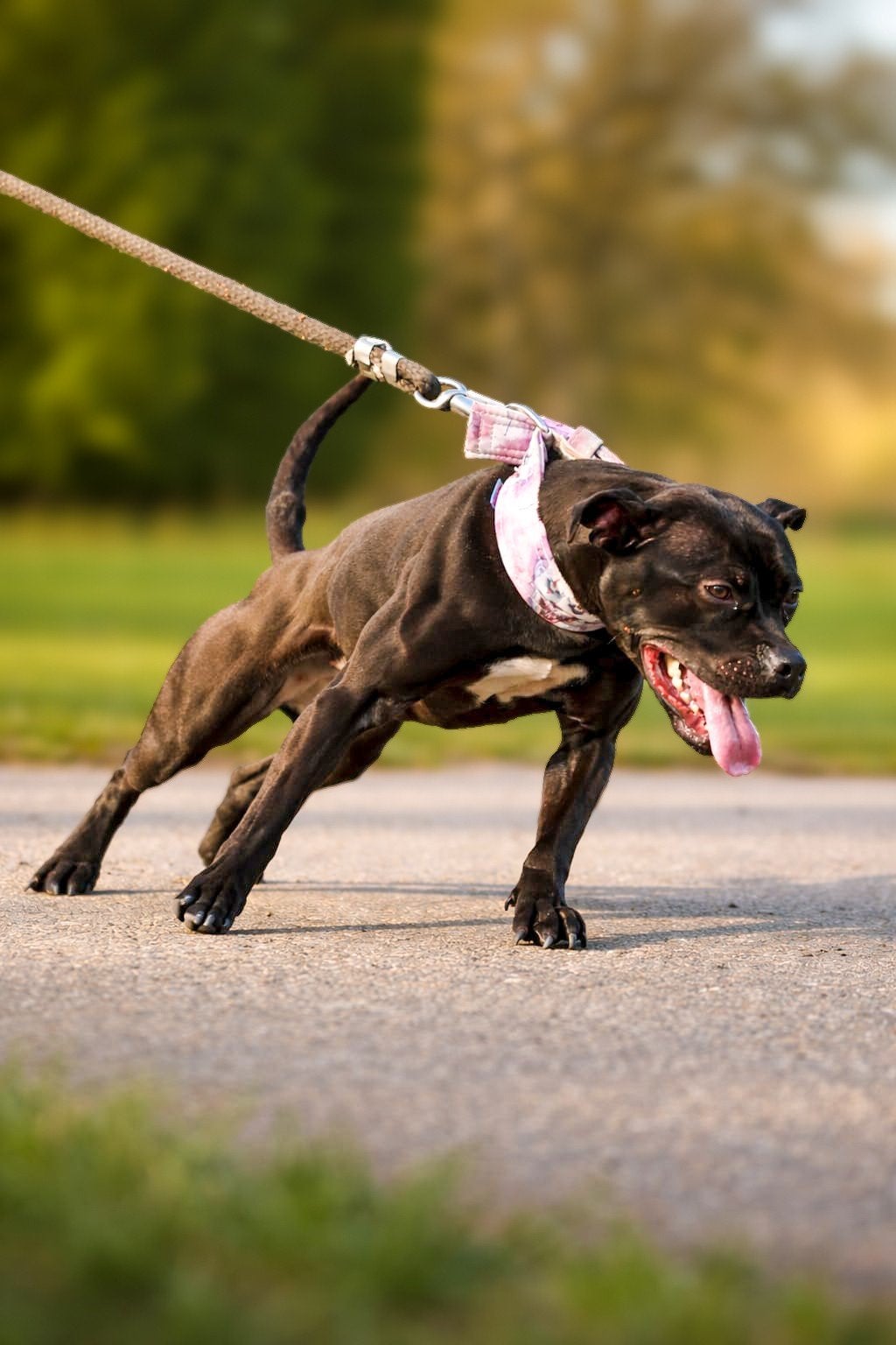 pitbull terriërs, Dieren en Toebehoren, Overige rassen, Teef, Meerdere, CDV (hondenziekte)