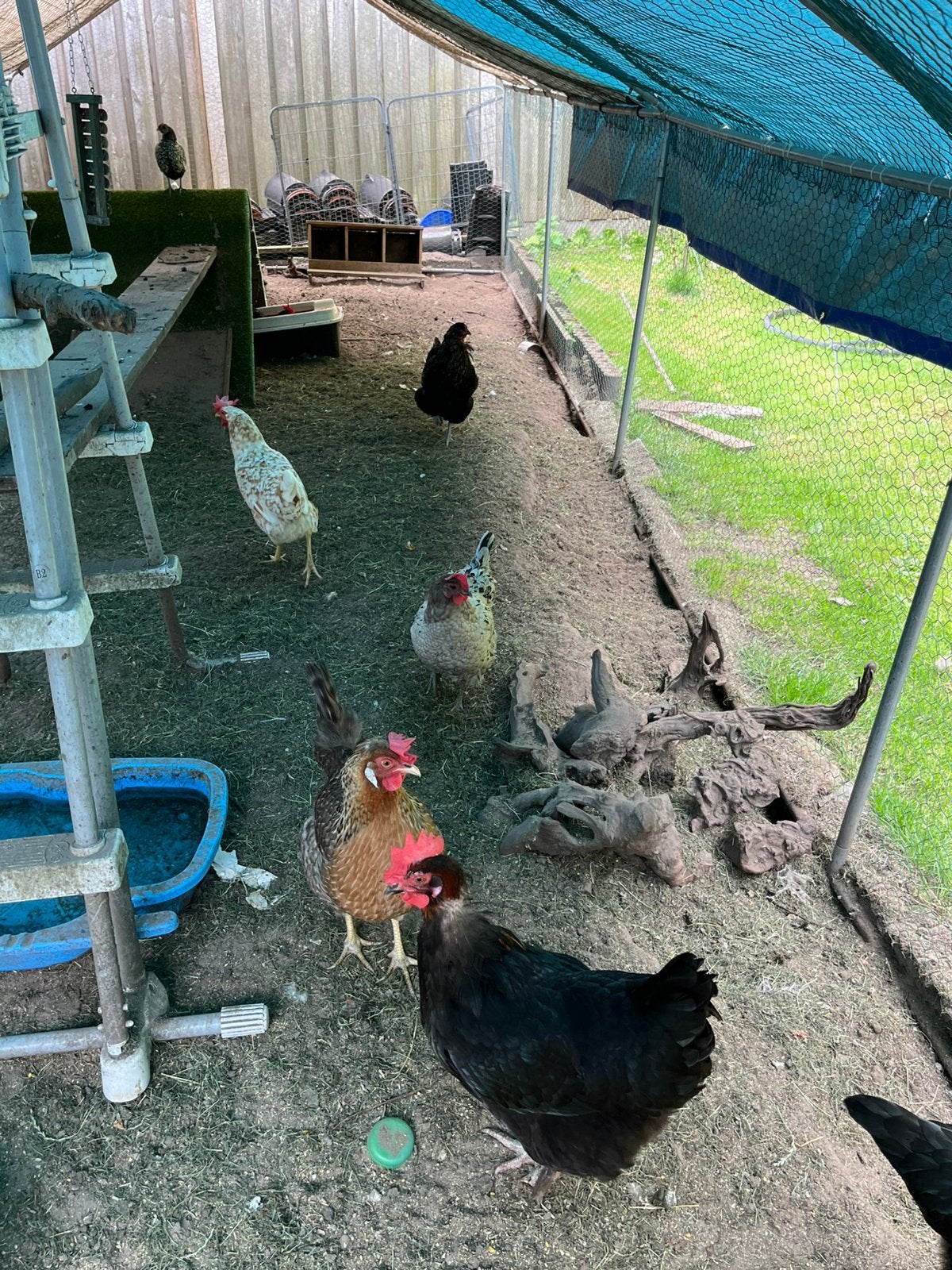 7 mooie kleurleggers, Dieren en Toebehoren, Pluimvee, Vrouwelijk, Kip
