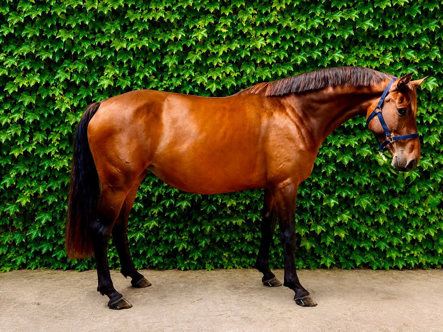 Stoere 5 jarige Lord Diamond x Apache merrie, Dieren en Toebehoren, Paarden, Merrie, Met stamboom, Dressuurpaard, 3 tot 6 jaar
