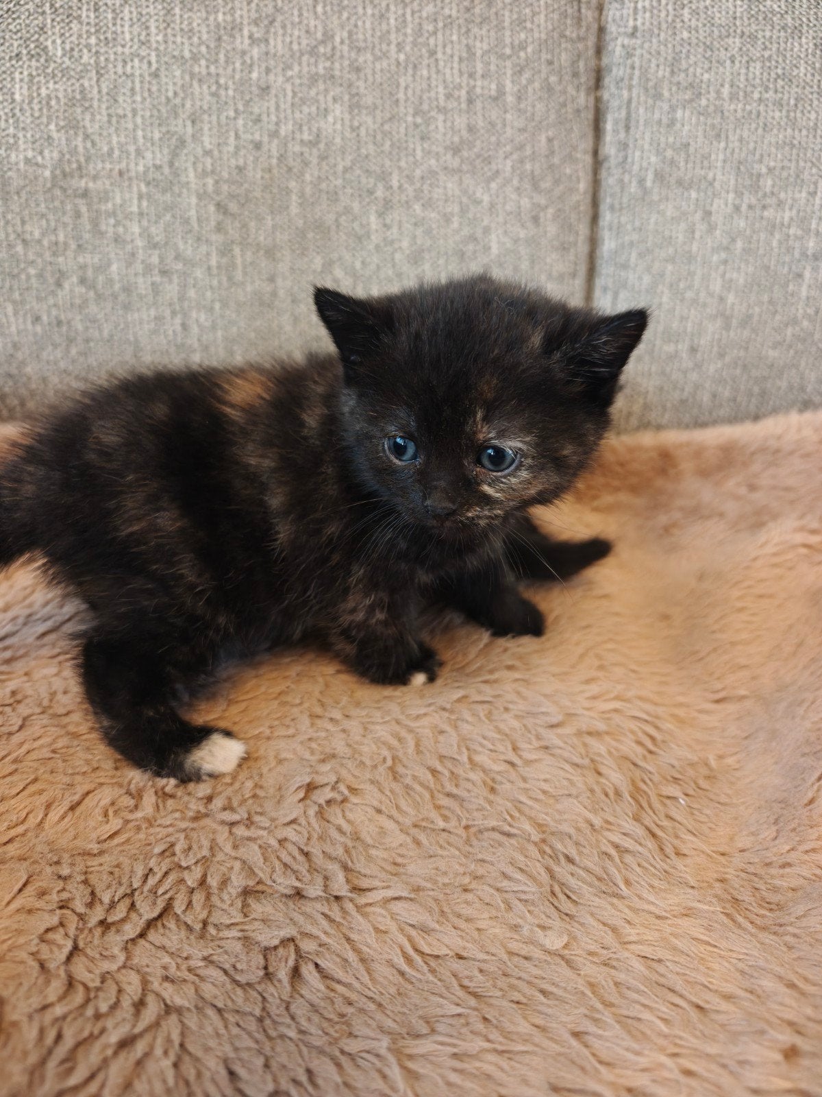 Britsekorthaar/ragdoll kittens, Meerdere dieren, Kortharig, 0 tot 2 jaar