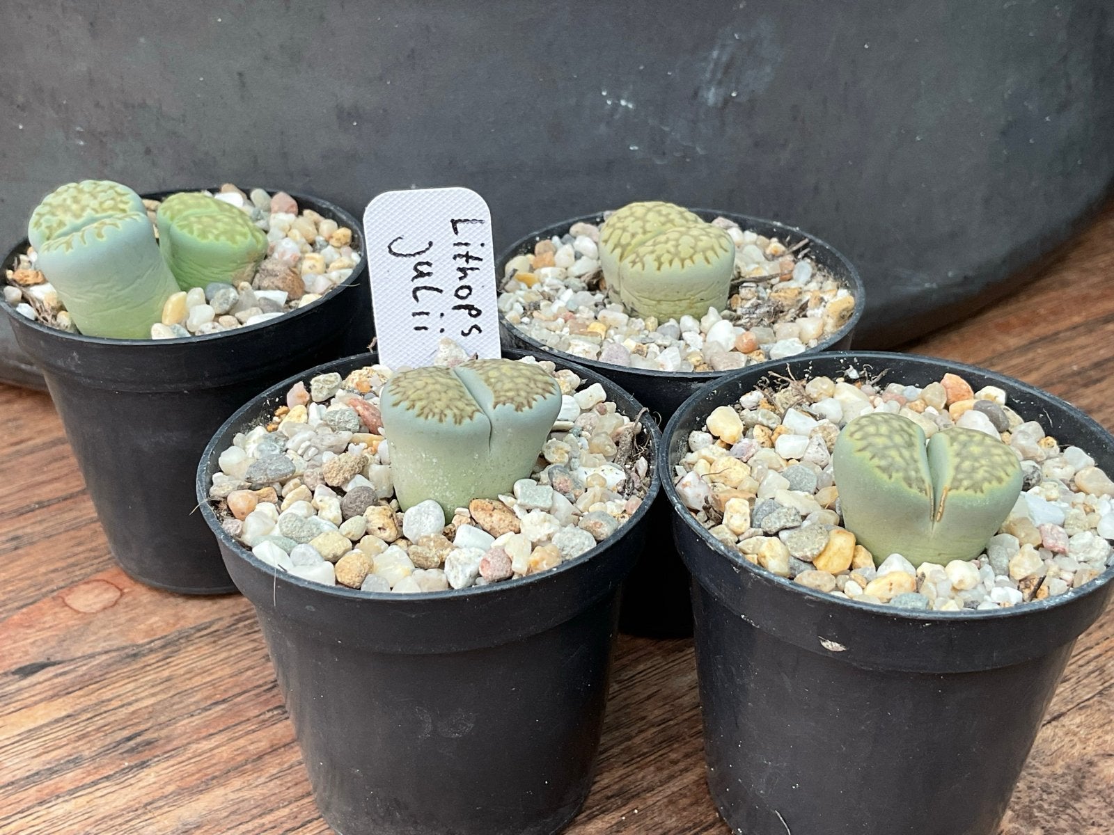 Levende steentjes Lithops en Agyroderma mini vetplanten, Vetplant, Ophalen of Verzenden, Minder dan 100 cm, Bloeiende kamerplant