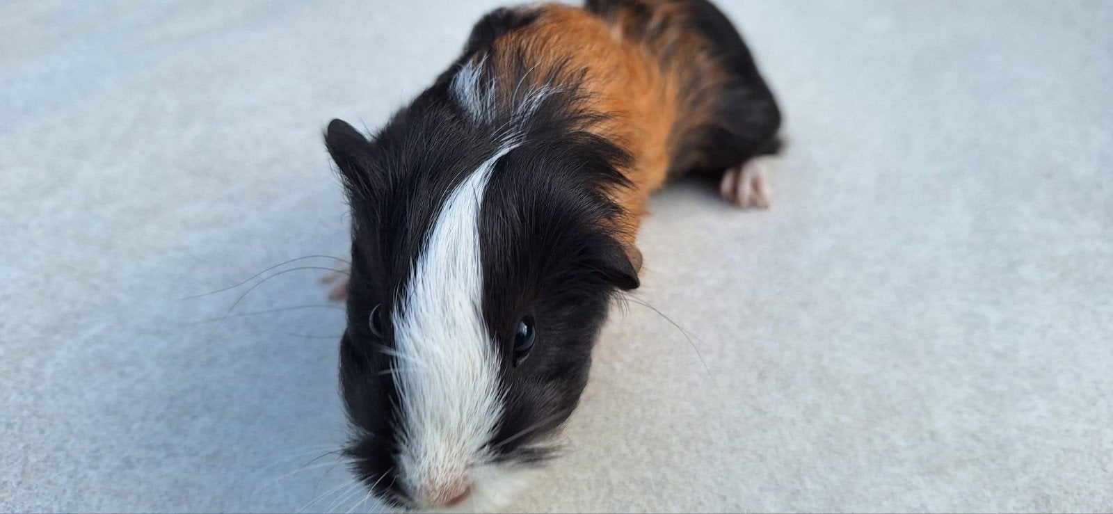 jonge cavia beer,  4 weken oud, Dieren en Toebehoren, Ophalen, Nieuw