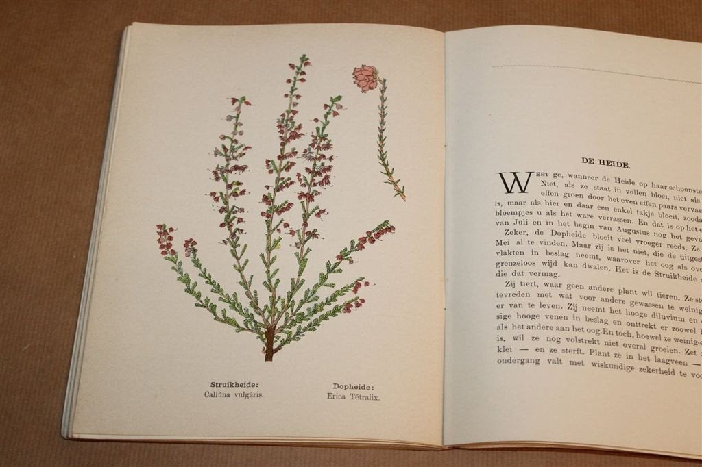 Plantentypen ca. 1910 — Keijzers Koffie Reclameboek, Ophalen of Verzenden, Gelezen