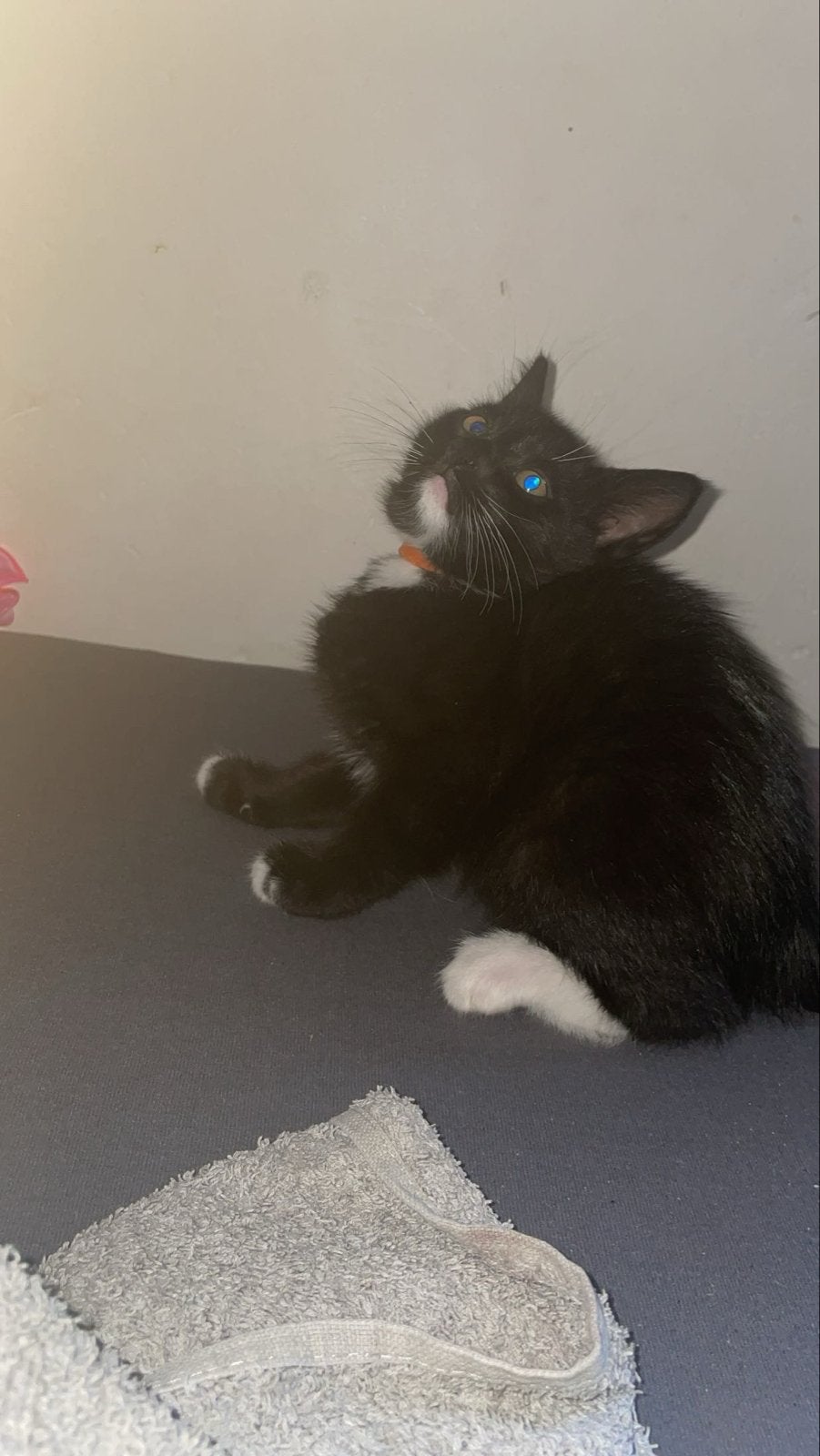 Kittens, Dieren en Toebehoren, Poes