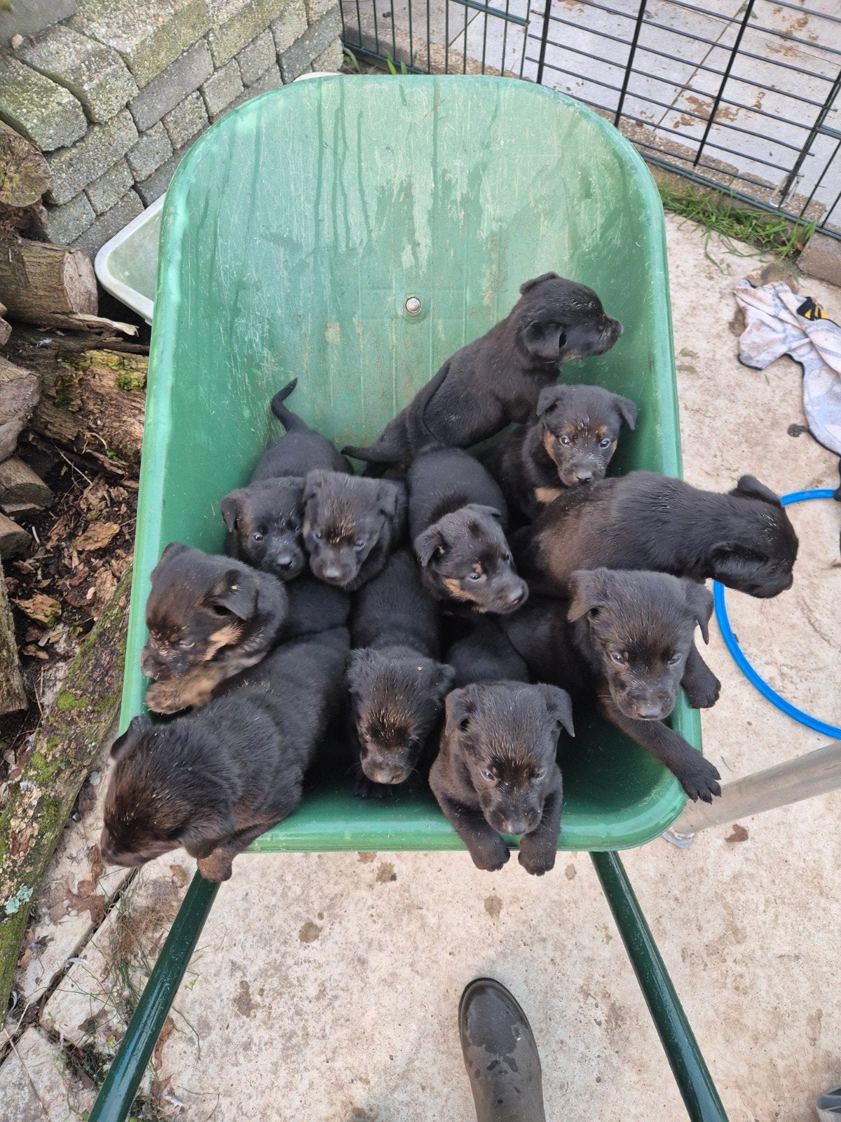 Hollandse herder X Field trial labrador pups, Dieren en Toebehoren, 8 tot 15 weken, Meerdere, Meerdere dieren, Middel