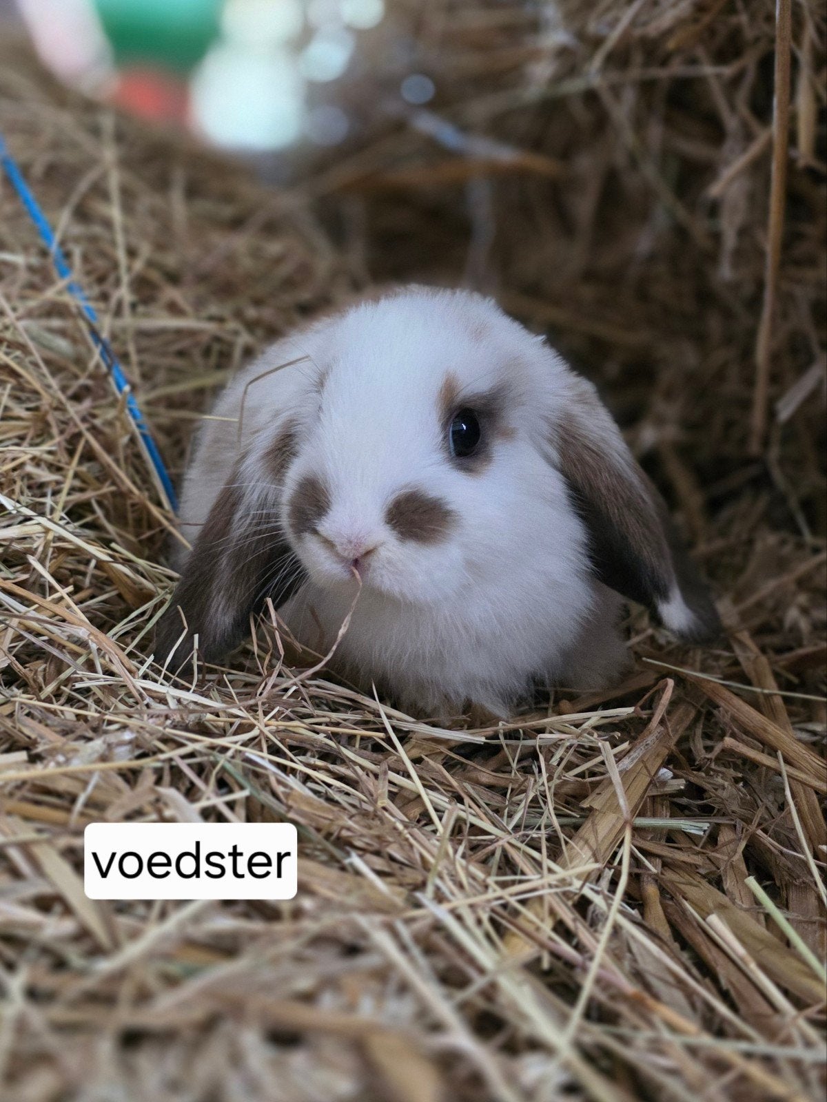 hangoor konijntjes, Meerdere dieren, Hangoor