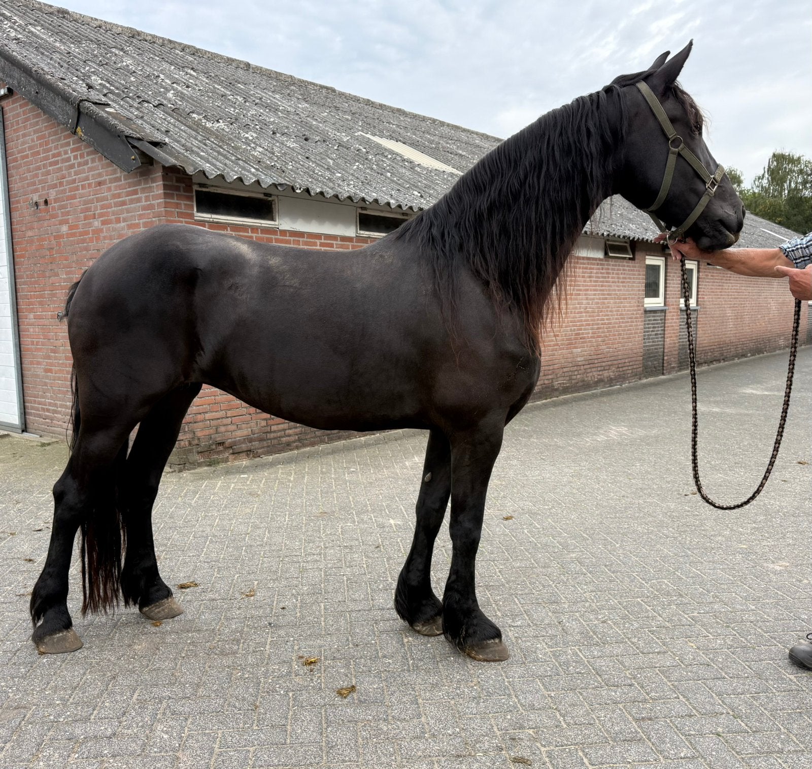 6 jarige friese merrie, Dieren en Toebehoren, Merrie, Met stamboom, 3 tot 6 jaar, 160 tot 165 cm