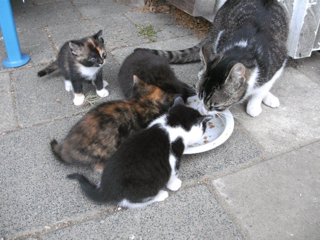 kitten, Dieren en Toebehoren, Katten en Kittens | Raskatten | Korthaar, Poes, 0 tot 2 jaar
