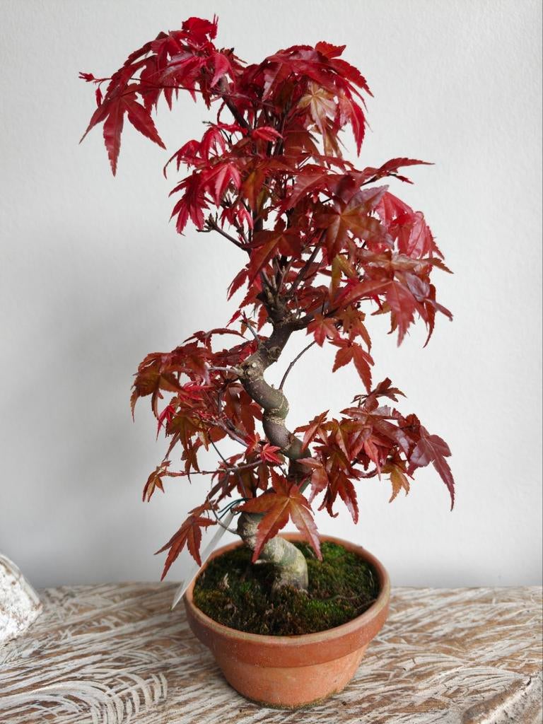 Japanse Esdoorn Deshojo bonsai, Ophalen of Verzenden, Bloeit niet, Overige soorten, Halfschaduw