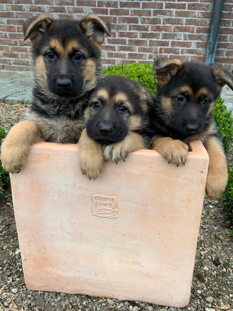Duitse herderpups met rechte rug, België, Particulier, 8 tot 15 weken, Meerdere