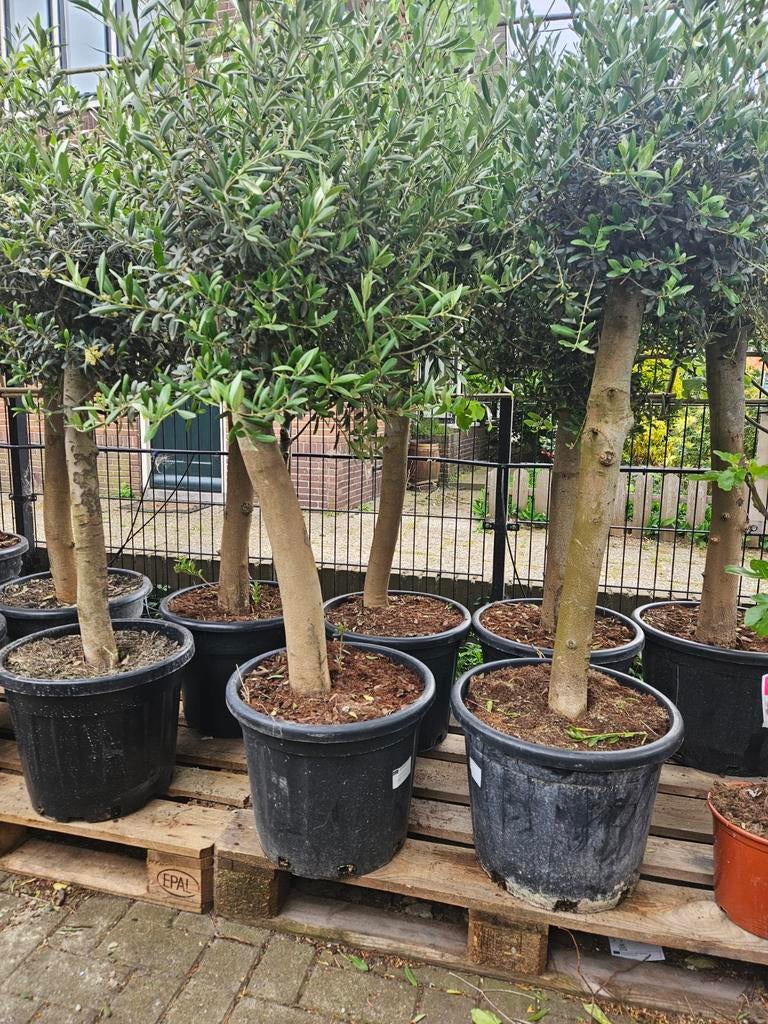 Olijfbomen diverse maten: gratis bezorgd in&om Hilversum, Tuin en Terras, Ophalen of Verzenden, Volle zon, Olijfboom, 100 tot 250 cm