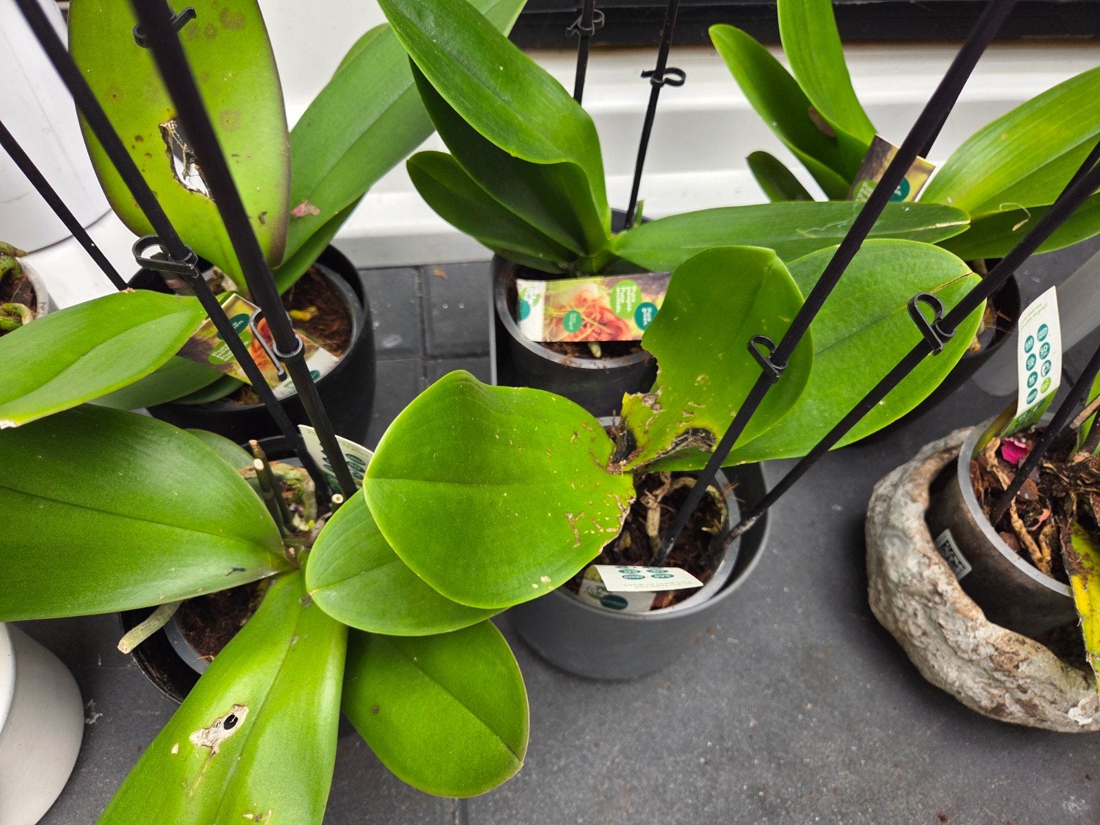 orchideeën, Ophalen, Halfschaduw, Minder dan 100 cm