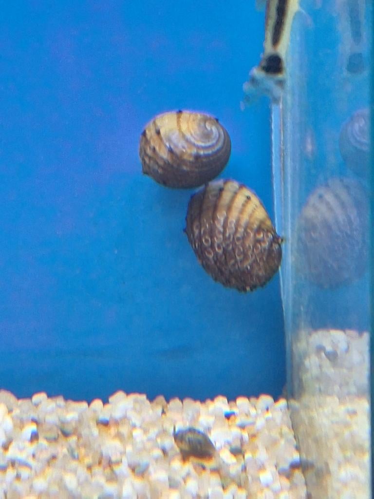 Fruitslak neritina juttingae aquarium vissen kopen vis slak, Dieren en Toebehoren, Vissen | Aquariumvissen, Vis