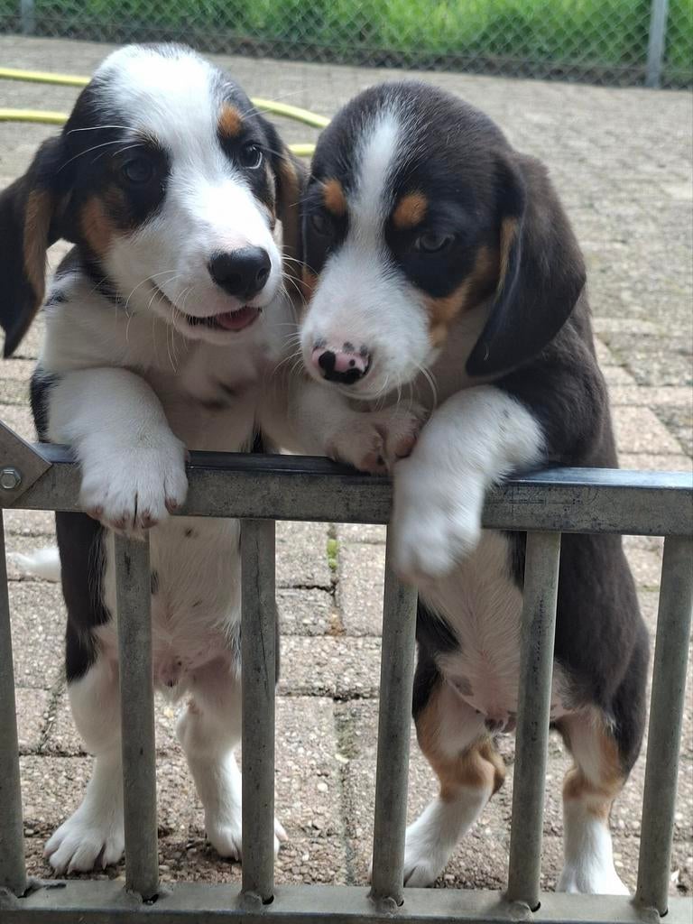 De twee laatste prachtige Basset / Beagle x Corgi pups, Dieren en Toebehoren, Parvo, Beagle, 8 tot 15 weken, Meerdere