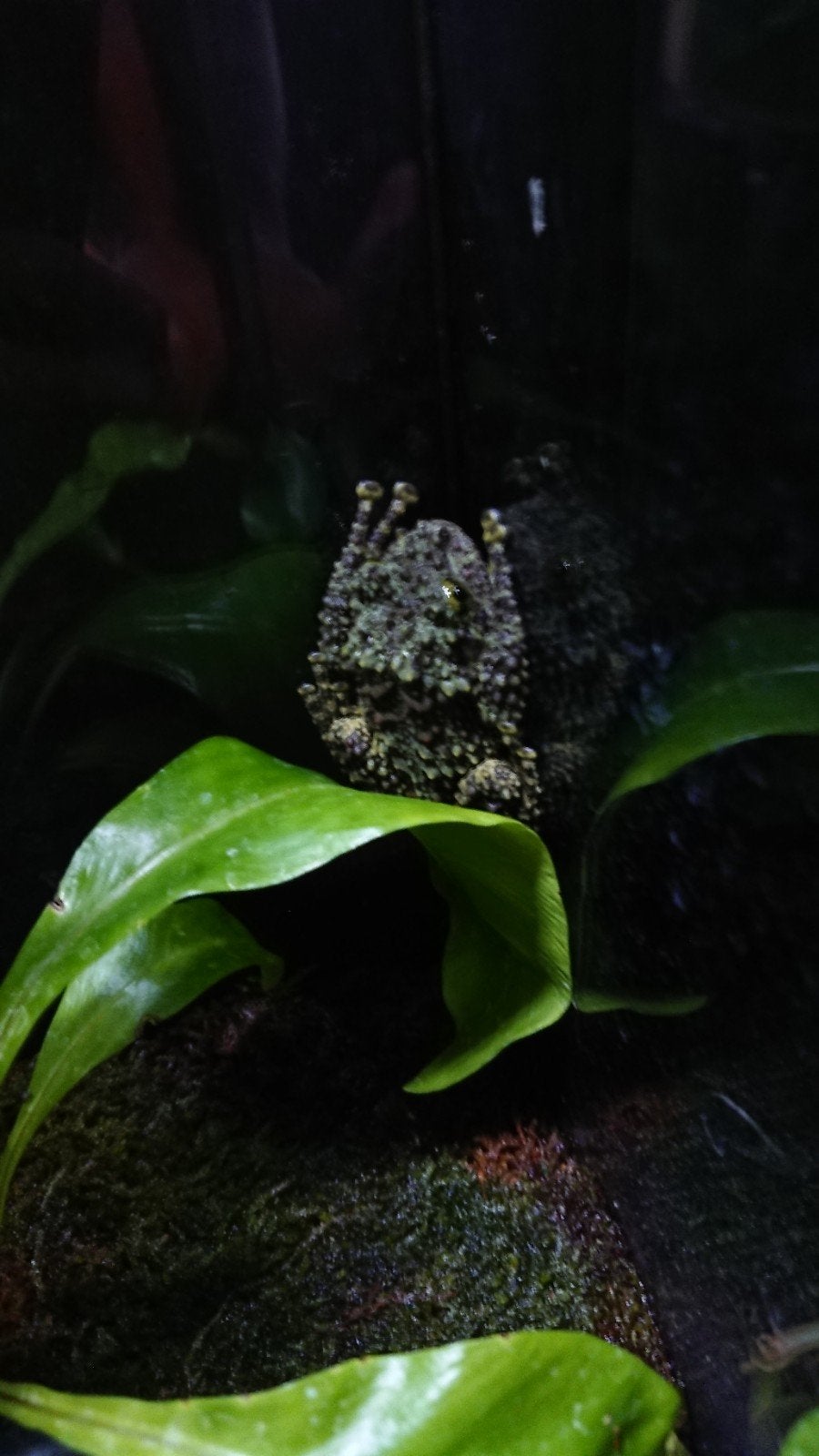iemand salamanders of kikkers tekoop ? mossy frogs
