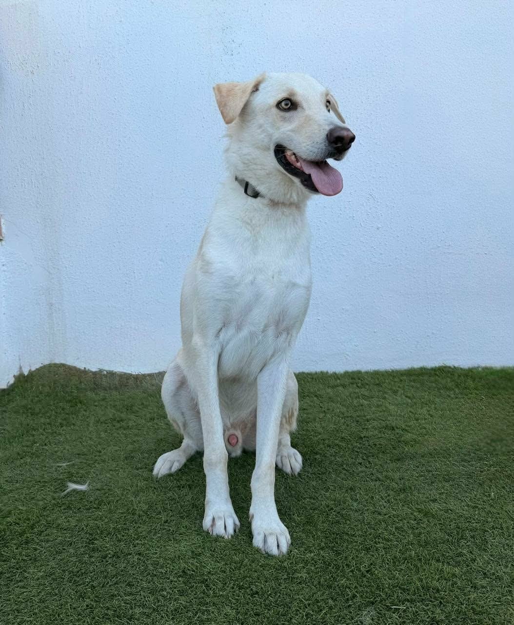 Ciar verdient toch ook dat warme mandje, Buitenland, Eén hond, 3 tot 5 jaar, Reu