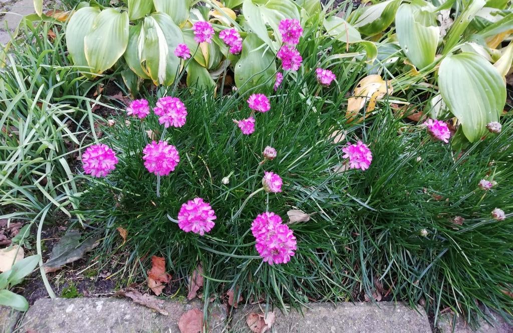 Armeria engels gras, slangebaard zwart gras, schapengras, Ophalen, Vaste plant, Siergrassen, Volle zon