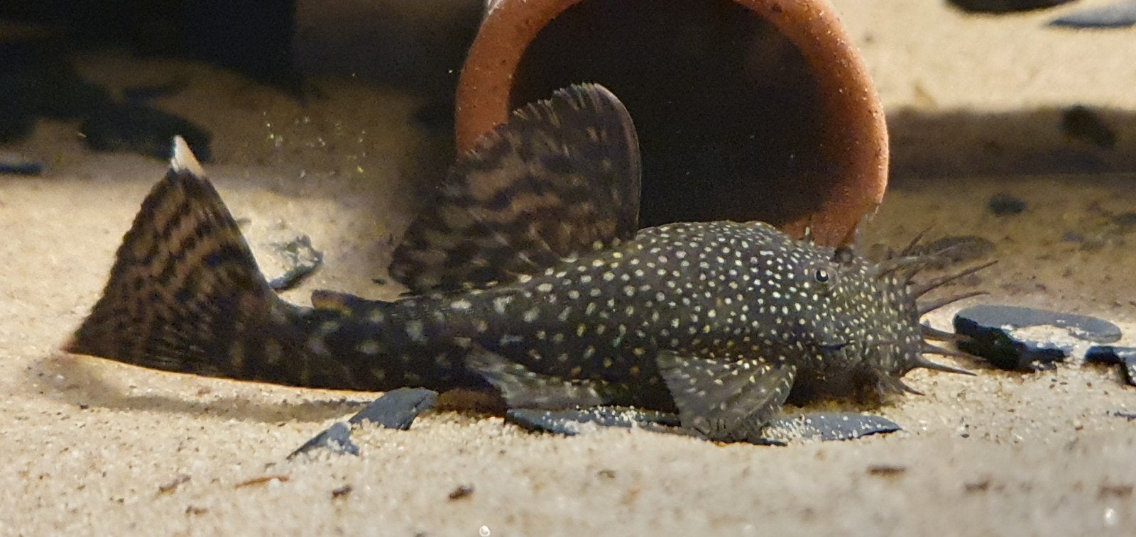 Ancitrus algeneter, koppel, wildkleur pleco, Vis, Zoetwatervis, Schoolvis