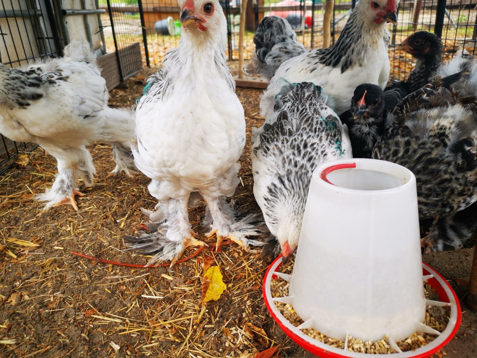Kuikentjes! 🐣 🐥 Brahma - kruising groothoenders, Dieren en Toebehoren, Pluimvee, Geslacht onbekend, Kip