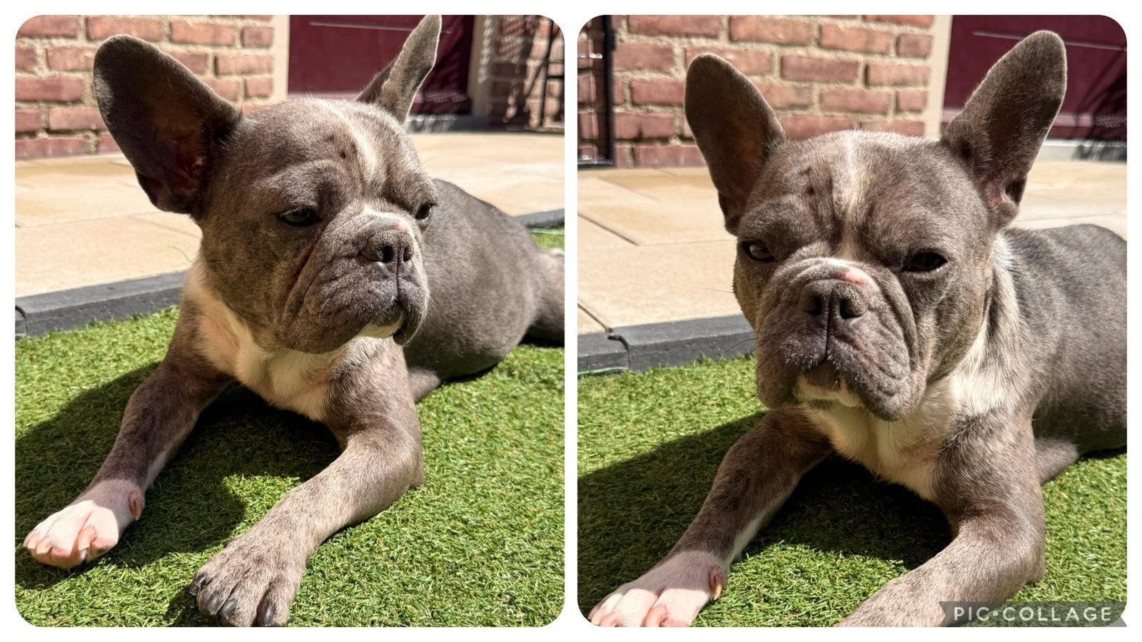 Franse Bulldog - merle - gray/bleu - white/gray (fluffy)!, 8 tot 15 weken, Parvo, Bulldog, Meerdere