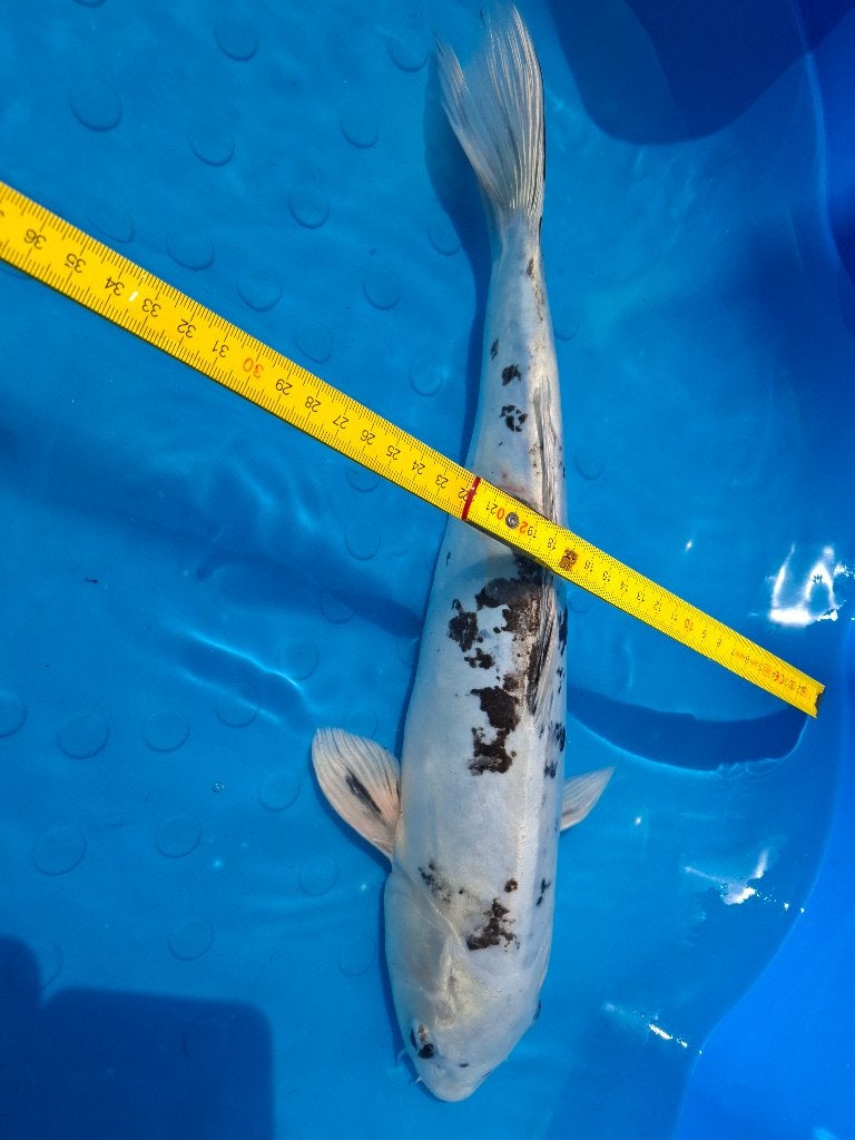 Shiro Utsuri koi kweker Sakazume (Japanse koi) 45cm, Karper of Koi