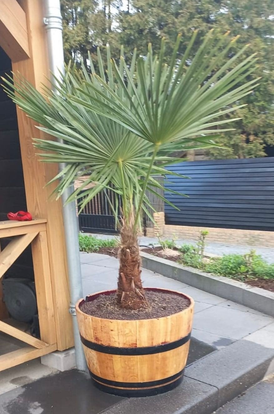 Prachtige 112L halve eikenhouten bloembakken, Tuin en Terras, Ophalen, Rond, Nieuw, 60 tot 100 cm