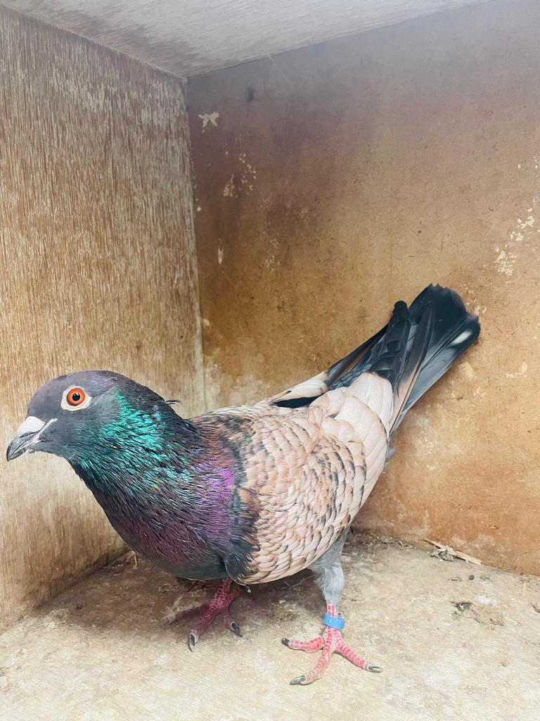 Kleurpostduiven, Dieren en Toebehoren, Vogels | Duiven, Meerdere dieren