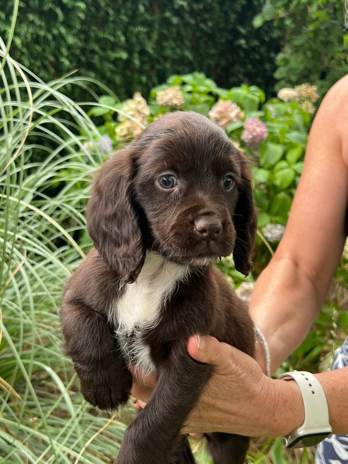 Mooie Engelse springer spaniël x working cocker pups, Dieren en Toebehoren, België, Particulier, 8 tot 15 weken, Parvo
