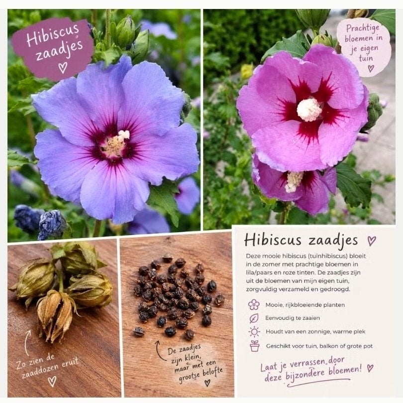 Zaden Hibiscus, Althea struik zaden, Ophalen of Verzenden, Volle zon, Zaad