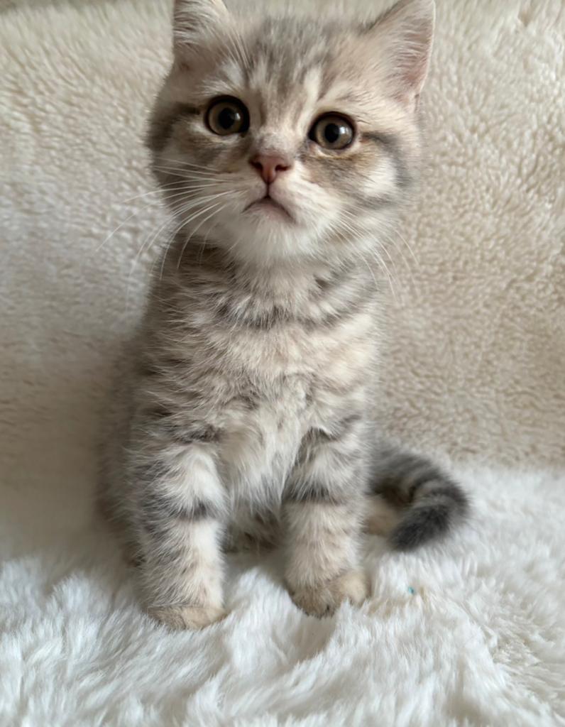 Britse korthaar kitten, Dieren en Toebehoren, Katten en Kittens | Raskatten | Langhaar, Kater