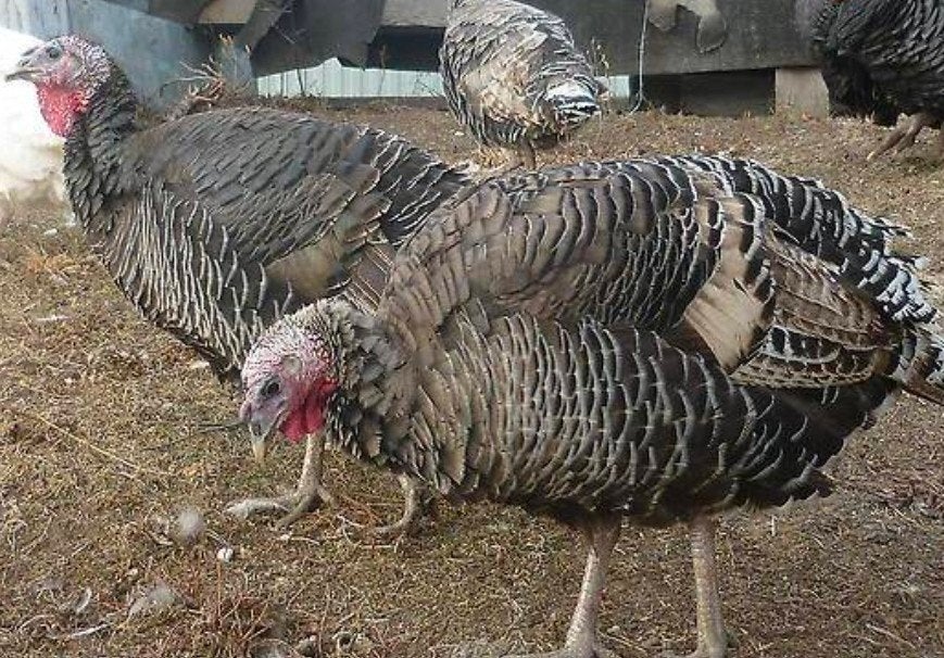 gezocht 2 jonge kalkoen hennen, Dieren en Toebehoren, Pluimvee, Vrouwelijk, Kalkoen