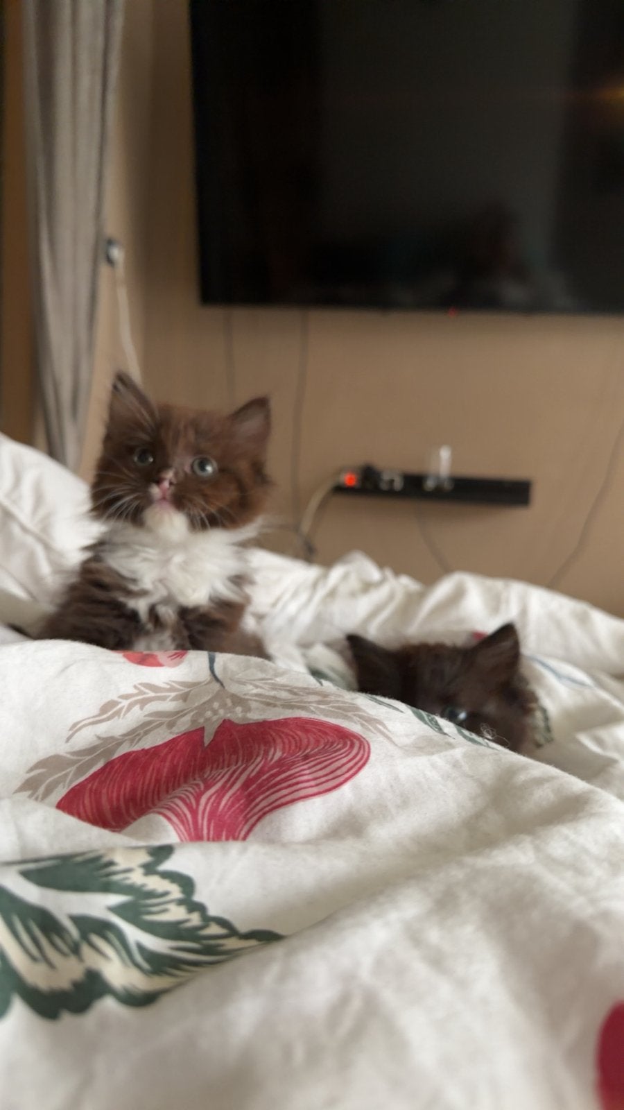 Ragdoll kittens, Dieren en Toebehoren, Katten en Kittens | Raskatten | Langhaar, Meerdere dieren, Ontwormd