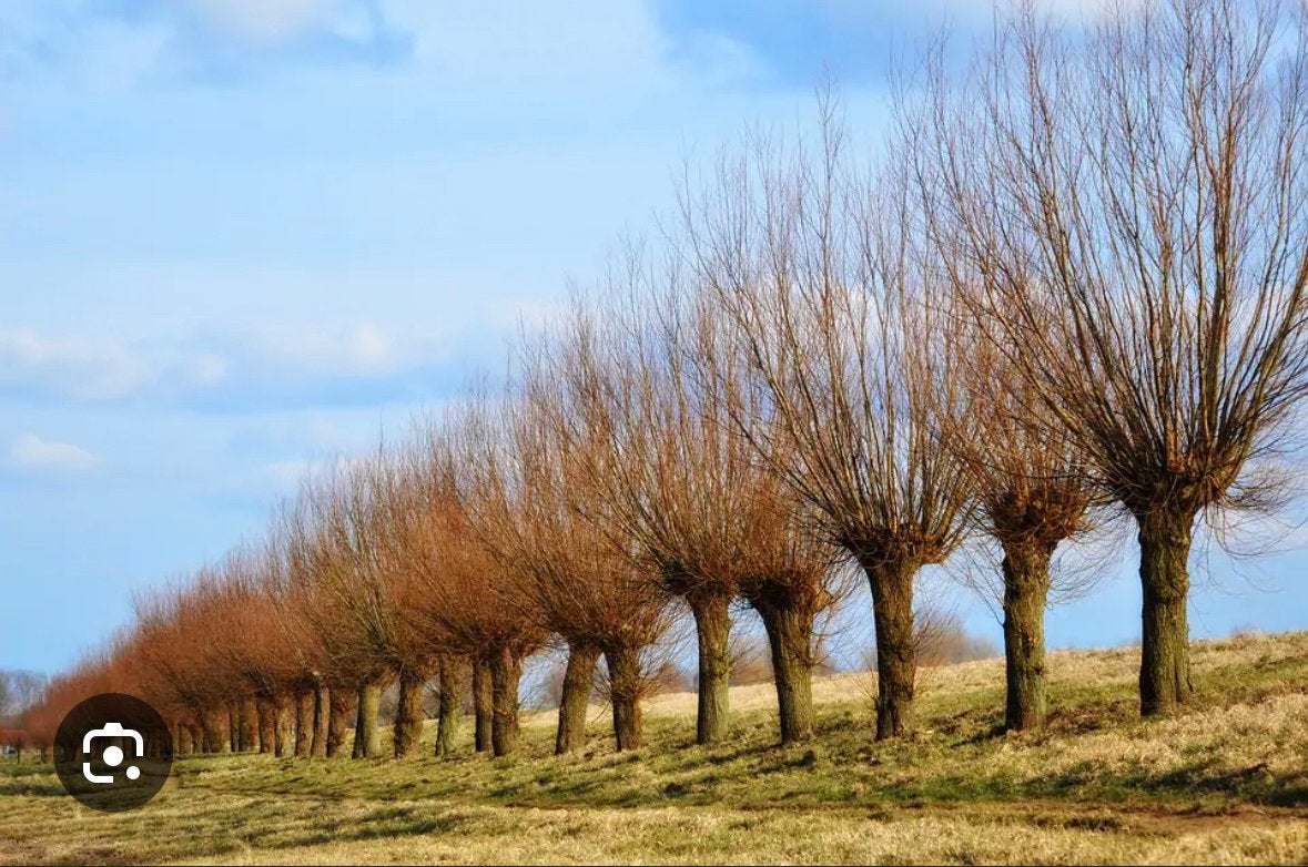 Gezocht gratis wilgentakken omgeving duiven zevenaar arnhem, Ophalen, Volle zon, Overige soorten