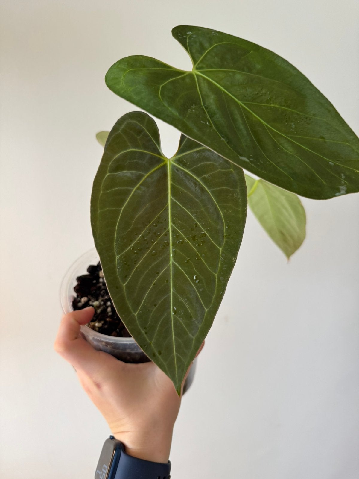 Anthurium Papillilaminum x Chamberlainii, Huis en Inrichting, Ophalen of Verzenden, Halfschaduw, Minder dan 100 cm