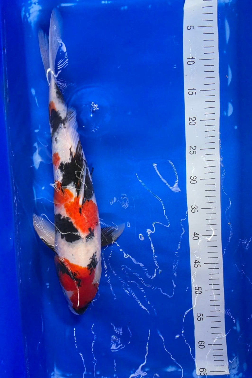 Showa female, Dieren en Toebehoren, Vissen | Vijvervissen, Karper of Koi