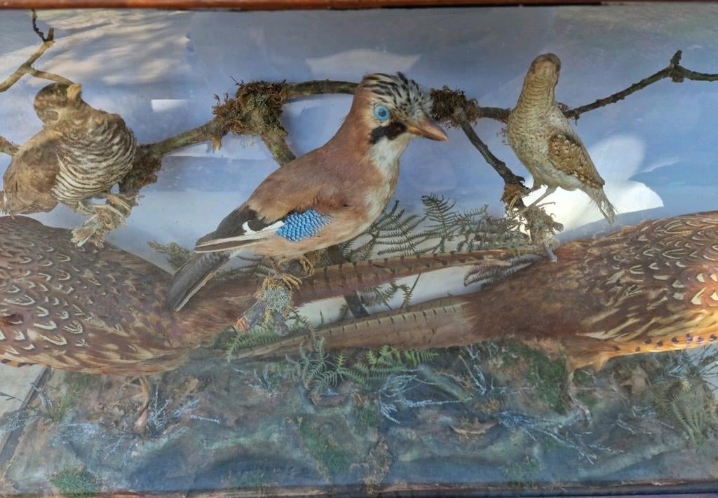 Opgezette vogels in vitrine, Victoriaans, Ophalen, Zo goed als nieuw, Vogel, Opgezet dier