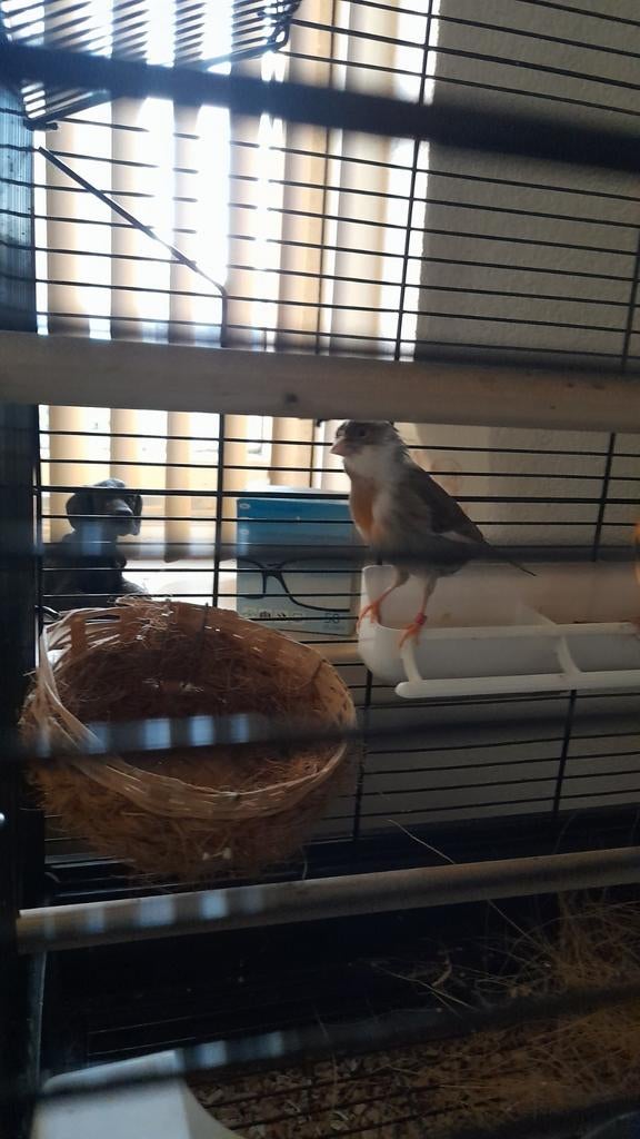 Kanarie, Dieren en Toebehoren, Vrouwelijk, Kleurkanarie