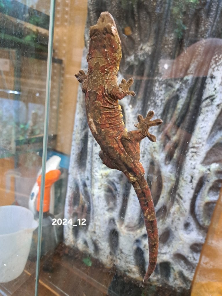 Mniarogekko Chahoua  mainland, Dieren en Toebehoren, Reptielen en Amfibieën, Overige soorten, 0 tot 2 jaar
