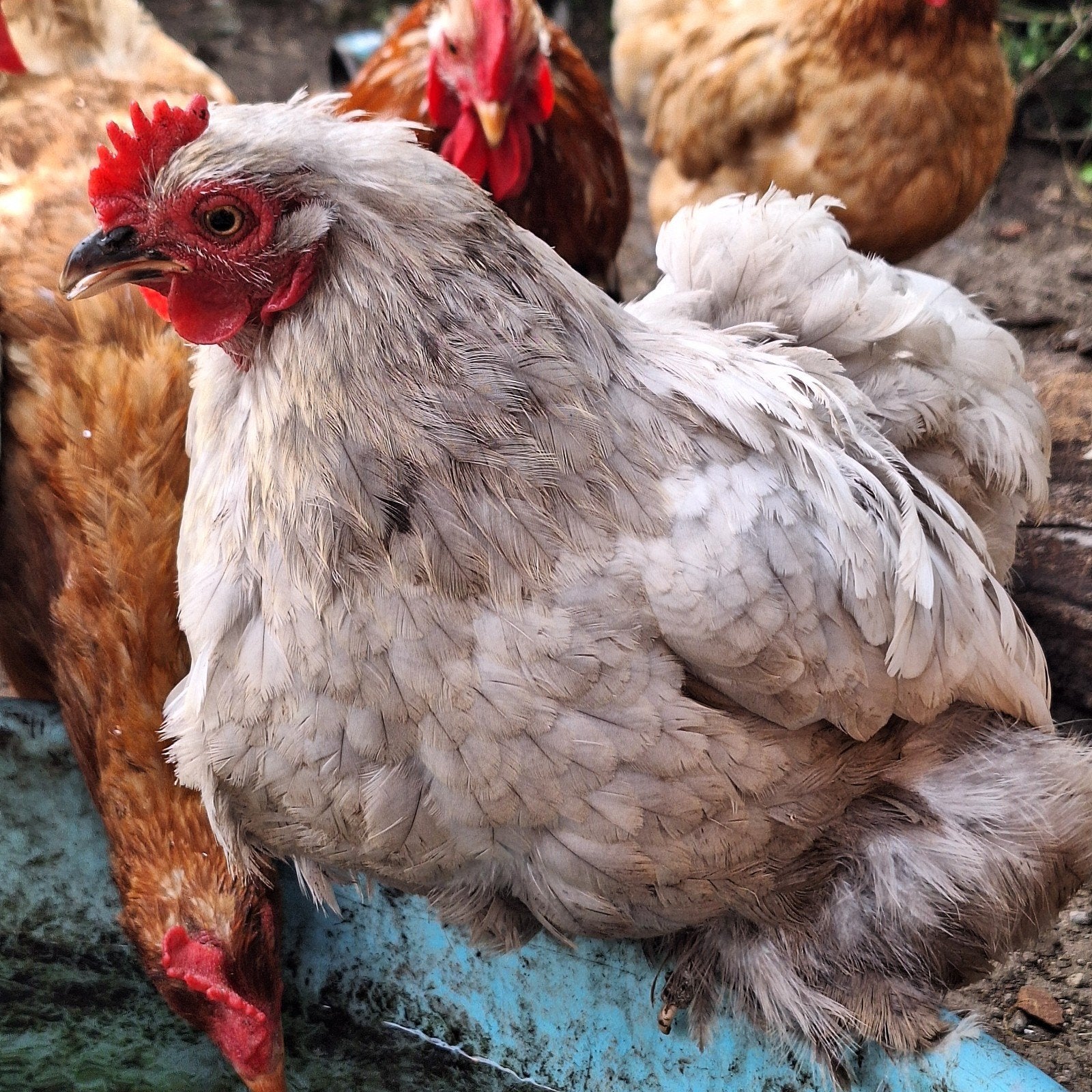 Lieve Bobtail cochin toom 2026 ge-ent., Dieren en Toebehoren, Vrouwelijk, Kip
