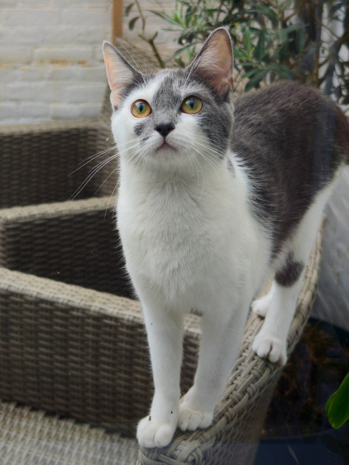 Poes 1 jaar - mix Blauwe Rus, Poes, Gechipt, 0 tot 2 jaar