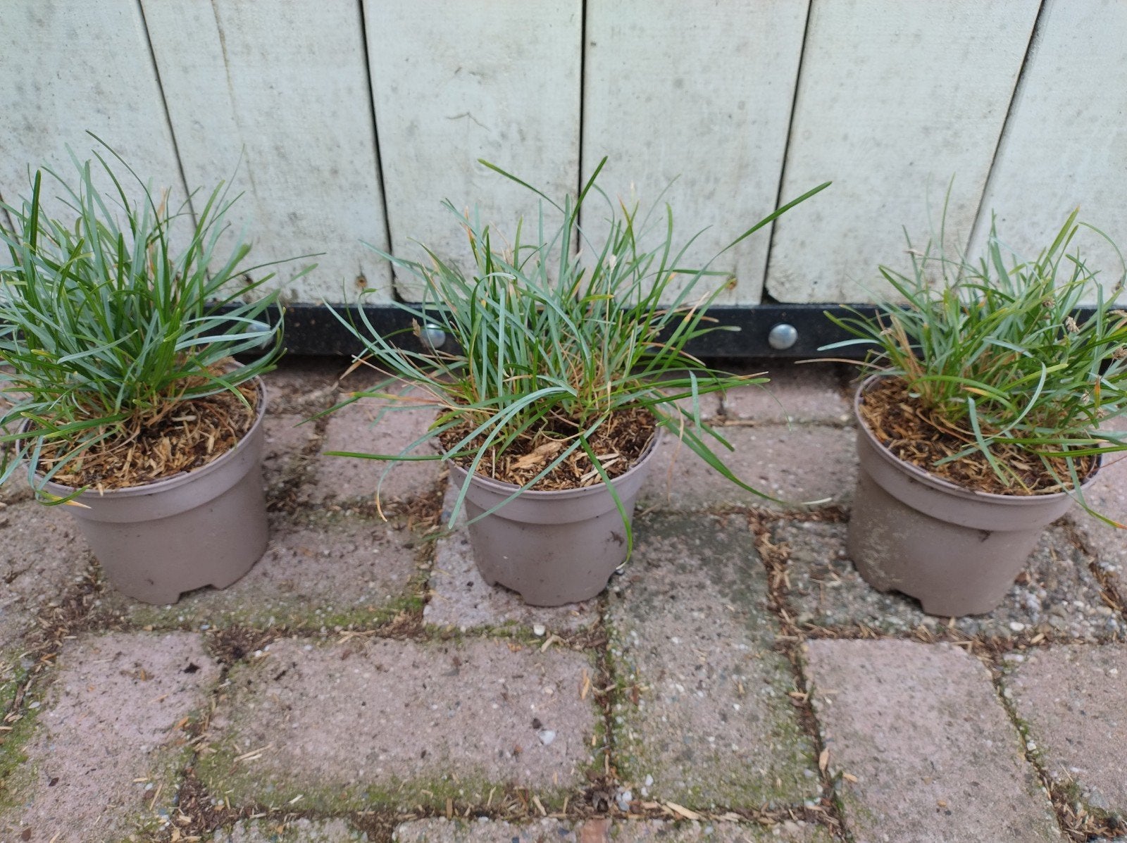 grote siergrassen, sesleria caerulea. blauw gras, 1 literpot, Vaste plant, Siergrassen, Ophalen of Verzenden, Halfschaduw
